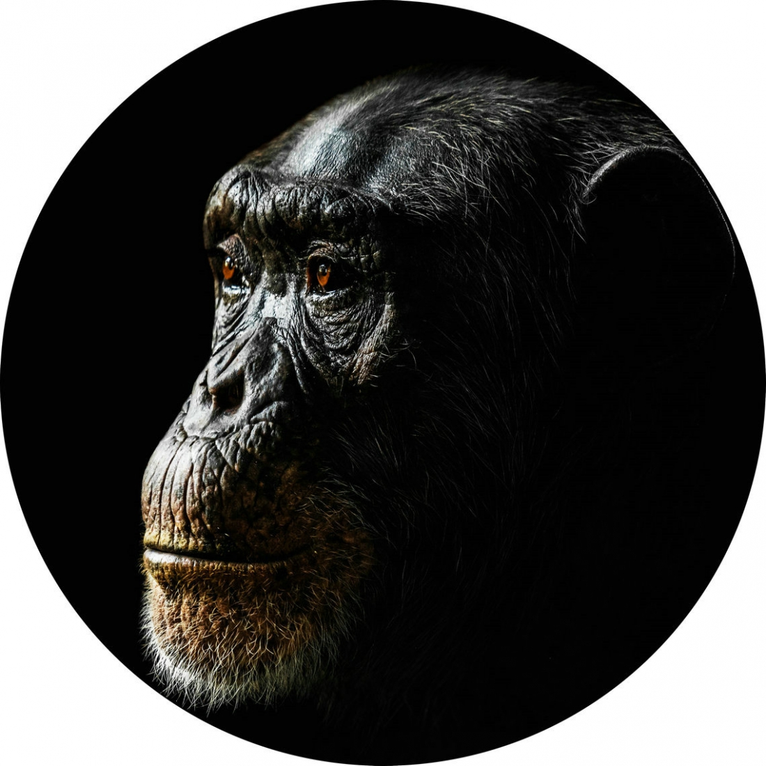 Chimpansee op glas rond 50cm