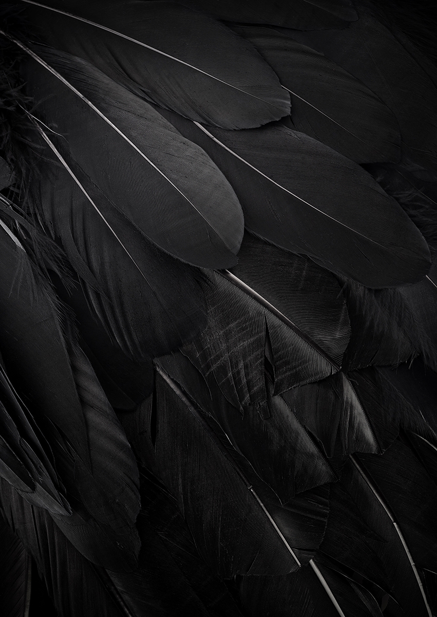 Black feathers op glas 70x100