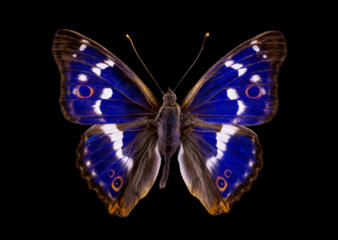 Butterfly op glas 70x100