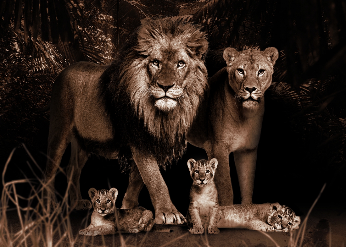 Fotokunst leeuwenfamilie II 100x150