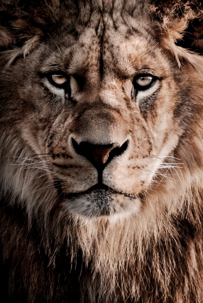 Lion King op glas 80x120