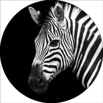 Zebra op glas rond 40cm