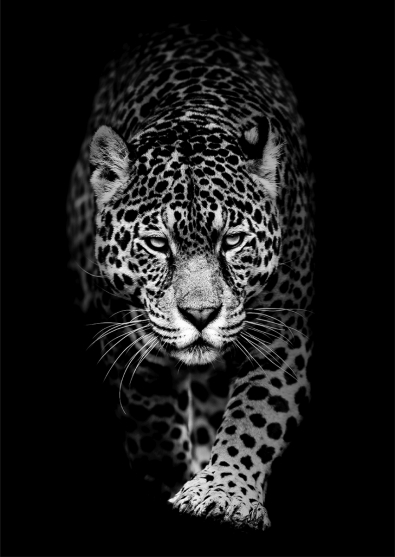 Leopard op glas 70x100