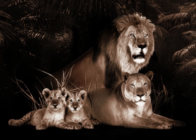 Leeuwenfamilie op glas 70x100