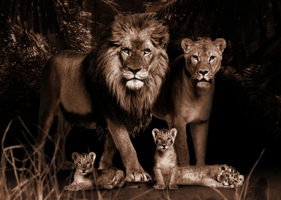 Leeuwenfamilie II op glas 70x100