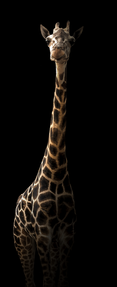 Giraffe op glas 50x125