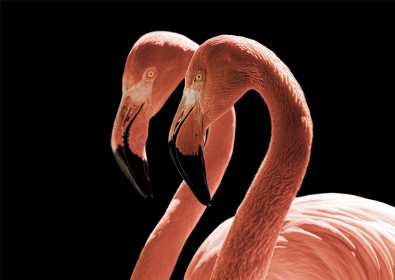Flamingo`s op glas 70x100