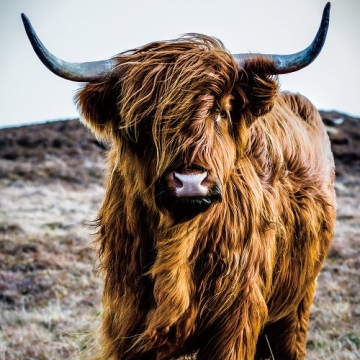 Een grote, schotse hooglander met een rijke, oranje tint en lange haren, staand op een heuvelachtig terrein onder een heldere lucht.