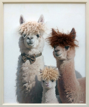 Schilderij lama's met fluffy haar 50x70