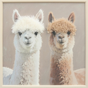 Schilderij lama's met fluffy haar 60x60