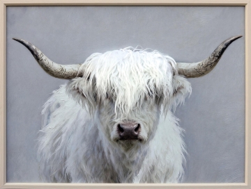 Schilderij hooglander met fluffy haar 60x80