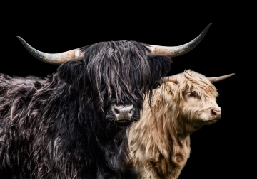 Hooglanders op canvas 70x100 