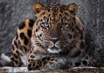 Tijger op canvas 70x100 