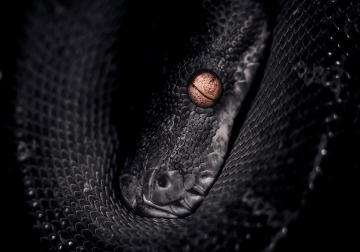 Black Snake op glas 70x100