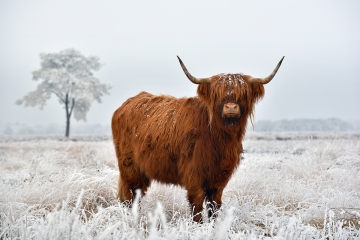 Hooglander op glas 70x100