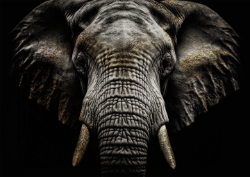 Olifant op glas 70x100