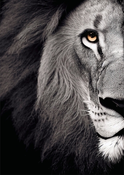 Lion left op glas 70x100