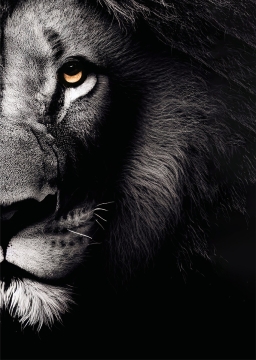 Lion right op glas 70x100