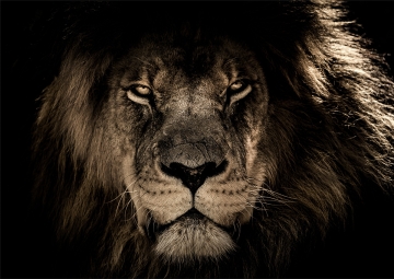 Leeuw eyes on the prey op glas 70x100