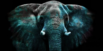 Fotokunst olifant 70x140