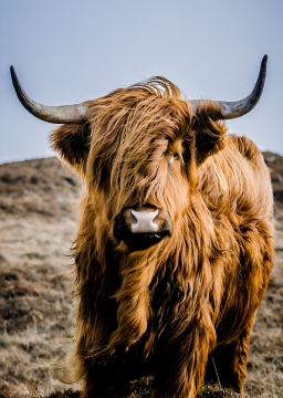 Een hooglander met een weelderige oranje-bruine vacht en grote hoorns staat prominent in een graslandschap.