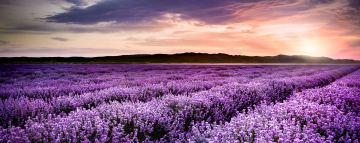 fotokunst lavendel veld 60x150