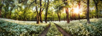 Fotokunst bos 60x150