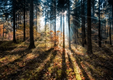 Mooie herfstbossen met gouden bladeren, lange schaduwen en zonnestralen die door de bomen stralen.