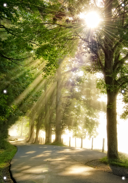 Tuinposter Bomen 70x100