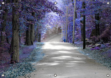 Tuinposter Bomenlaan 70x100