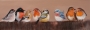 Schilderij vogels 40x120 thumbnail