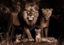 Leeuwenfamilie II op glas 80x120 thumbnail