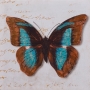 schilderij vlinder 40x40 thumbnail