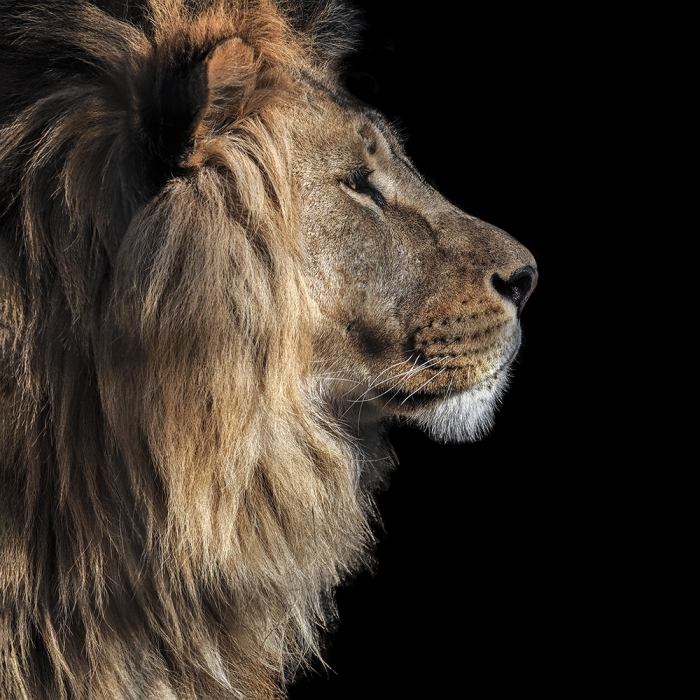 Een majestueuze leeuw met een weelderige, gouden manen en krachtige snuit, afgebeeld tegen een zwarte achtergrond. Een majestueuze leeuw met een weelderige, gouden manen en krachtige snuit, afgebeeld tegen een zwarte achtergrond.