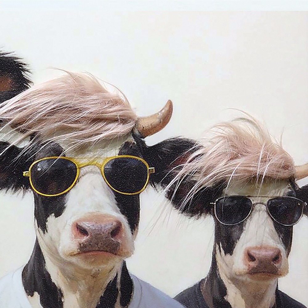 Schilderij koeien met fluffy haar 40x120