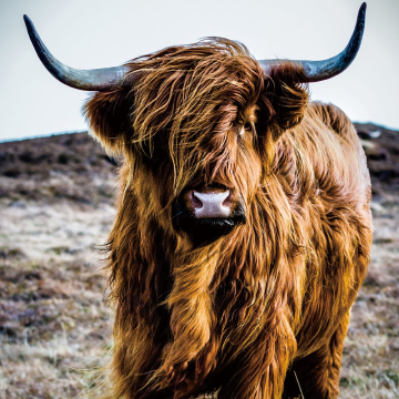 mooie glas schilderijen dier